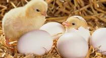 Genel Bilgi Etlik civcivlerin yumurtadan çıkışından itibaren ilk 21 günlük yaşlarında ki besin madde