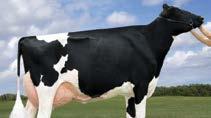 Bu yem; orta düzeyde süt verme potansiyeli olan ineklerin kaliteli kaba yem ile birlikte ihtiyaçlarını karşılar metabolizma hastalıklarına karşı koruyucudur.