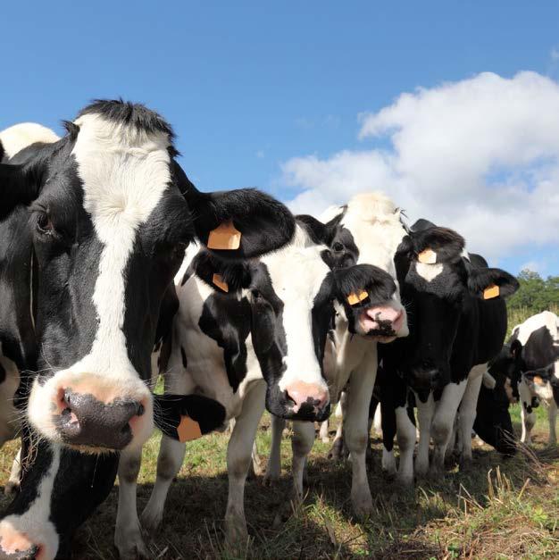 AysFORCEMilk Süt Hayvanları İçin