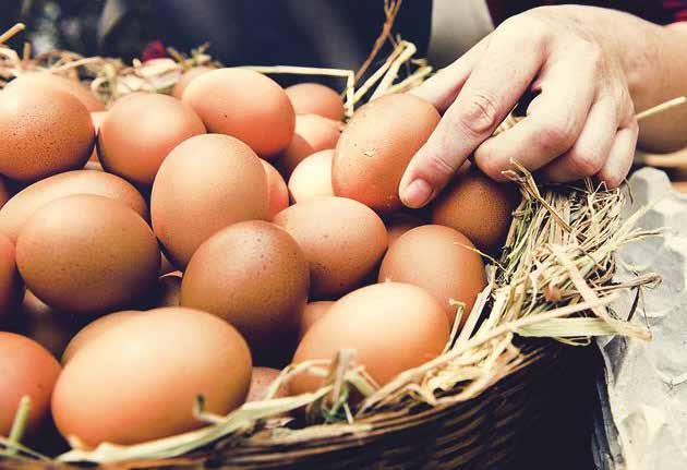 YUMURTA PASTÖRIZATÖRLERI Yumurta pastörizatörü, yumurta sıvı ürünlerinin (yumurta beyazı, yumurta sarısı, tüm yumurta) pastörize edilmesi için kullanılmaktadır.