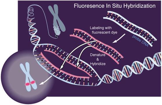 Kromozomal DNA veya RNA nın hücre yapısı bozulmaksızın