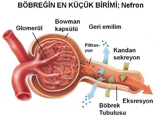 emilir. Üre miktarı bakımından böbrek atardamarı, böbrek toplardamarı ve üreter karşılaştırıldığında, üre miktarı en çok olan böbrek atardamarıdır ama üre yoğunluğu en çok olan üreterdir.