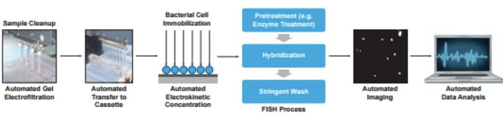 Hibridizasyon Temelli Yöntemler Accelerate PhenoTest BC Mul\plexed Fluorescence in situ Hybridiza\on (FISH) Hücrelerinin