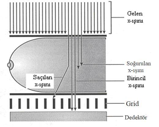 3.1.c. Grid Memeye gönderilen X-ışını fotonlarının büyük bölümü dokular tarafından zayıflatılır. Bir kısım foton soğurulur ya da saçılır.