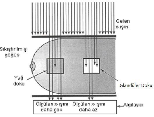 X-ışınlarının, yağ ve glandüler dokudan geçtikten sonraki şiddetleri Güneş, B. 2006.