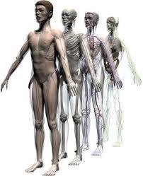 Anatomi - Makroskobik anatomi İnsan yapısının çıplak