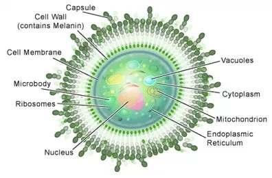 Kriptokokoz Saklı küre Cryptococcus