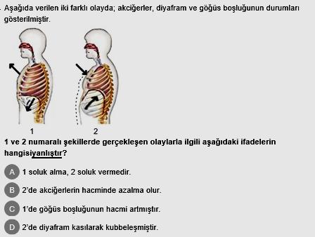 18.) 21.) Canlıların enerji üretmek için havadan oksijen alıp karbondioksit vermesi olayına ne denir? A) Dolaşım B) Sindirim C) Solunum D) Boşaltım 22.