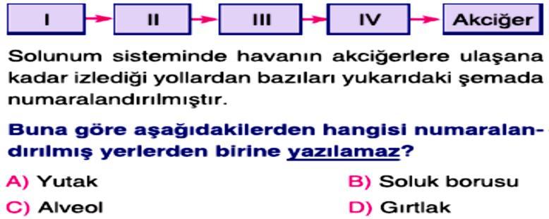 Yutak, solunum sisteminin başlangıç kısmıdır. Yanlış III.Gırtlak, yutağı akciğerlere bağlar.