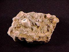 Konglomera Yuvarlak çakıl veya kayadan oluşur(>2mm) İnce taneli materyallerle