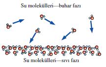 Bir saf maddenin (örneğin suyun) buhar basıncı