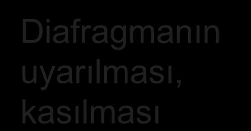 SSS İdeal teknoloji Frenik sinir Diafragmanın uyarılması, kasılması Nöral teknoloji NAVA