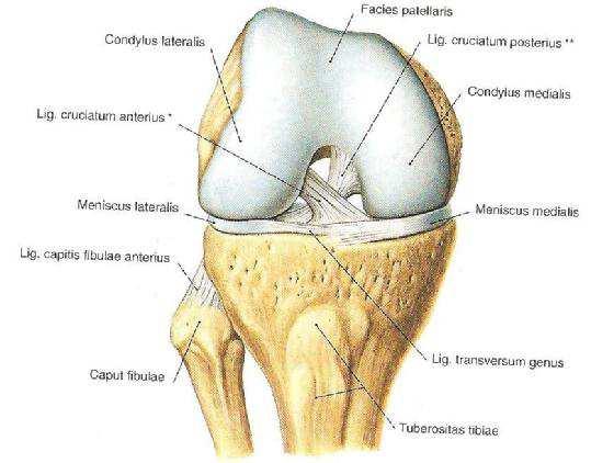 Şekil 2.2. Condylus femoris ve art. genus ligamentleri (Putz ve Pabst 1993). 2.1.3. Articulatio Genus un Bağları Capsula Articularis: Fibröz tabakası kompleks bir yapıya sahiptir.