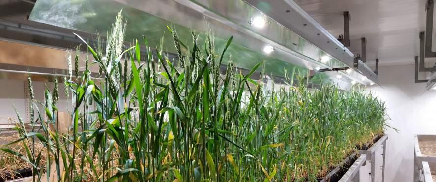 Odası / Germination Room