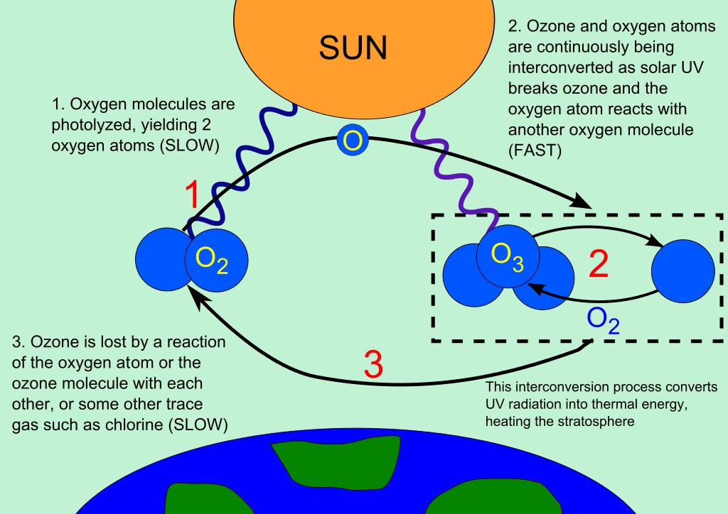 Ozon oluşumu Atmosferde stratosfer tabakası içerisinde bulunan ozon, UV radyasyonunun etkisiyle bir taraftan oluşurken, öbür taraftan da yok edilmektedir.