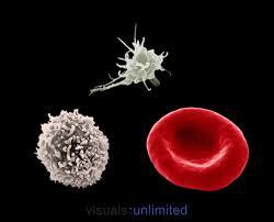 Kan pıhtılaşmaya bırakılırsa fibrinojen plazmadan ayrılır, kalan sıvıya serum denir.