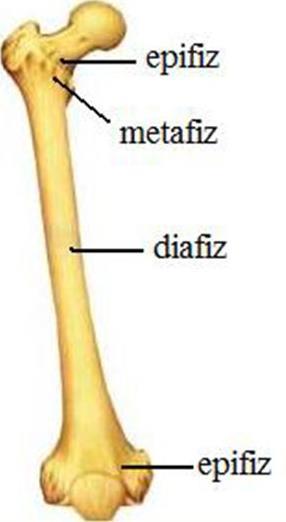 1. UZUN KEMİKLER Boyu eninden uzun olan kemikler (klavikula, humerus, radius, ulna, femur, tibia, fibula metatarsaller, metakarpaller ve falankslar) Uzun kemiğin proksimal ve distal uçları arasında