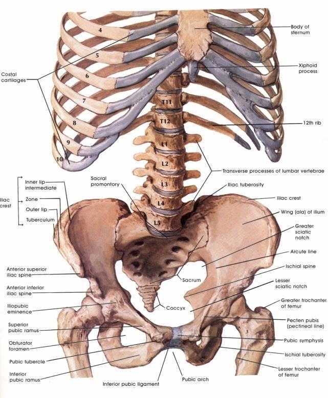 3. YASSI KEMİKLER Kostalar, ilium, sternum ve skapula yassı kemiklerdir.