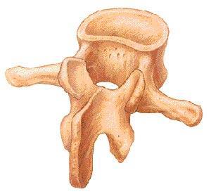 4. İRREGÜLER KEMİKLER Kafatası, pelvis kemikleri, ve vertebralar irregüler kemiklerdir.