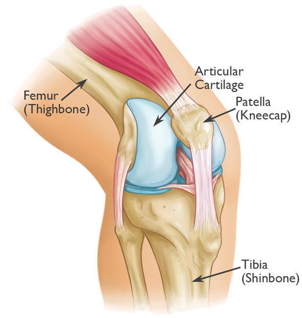 5. SESAMOİD KEMİKLER Bir tendon veya eklem kapsülü içinde yer alan kısa kemiklerdir.