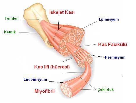 KAS Kas myofibril adı verilen ince uzun liflerden (hücrelerden) oluşur. Kasılması için enerji harcar ve kuvvet üretir.