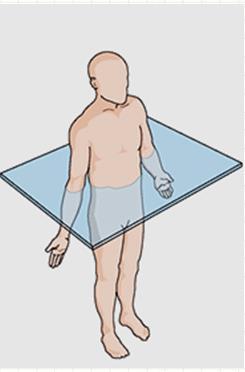 3. Horizontal (transvers) Düzlem : Bu düzlem gravite merkezinden geçer ve vücudu sadece ağırlık