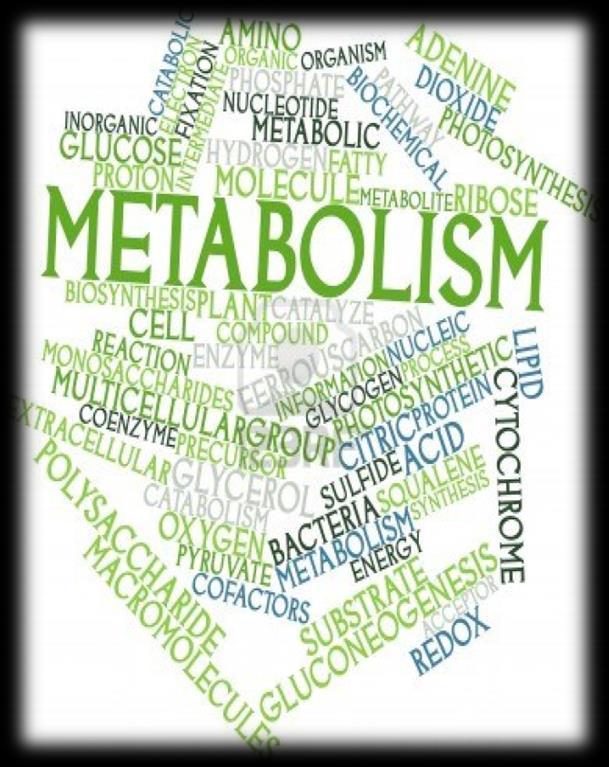 4-METABOLİZMA Gıda bileşenlerinin organizmaya alınarak değerlendirilmesi amacıyla gerçekleşen tüm reaksiyonlar metabolizma adını alır.