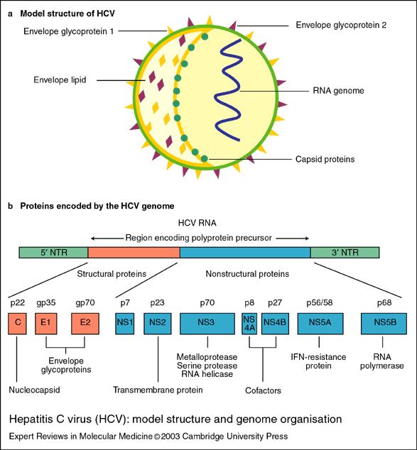 30-60 nm çaplı Tek iplikli Pozitif polariteli RNA (