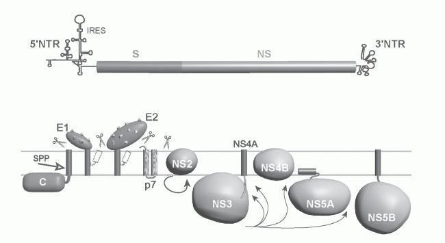 Genomu Zarf glikoproteinleri