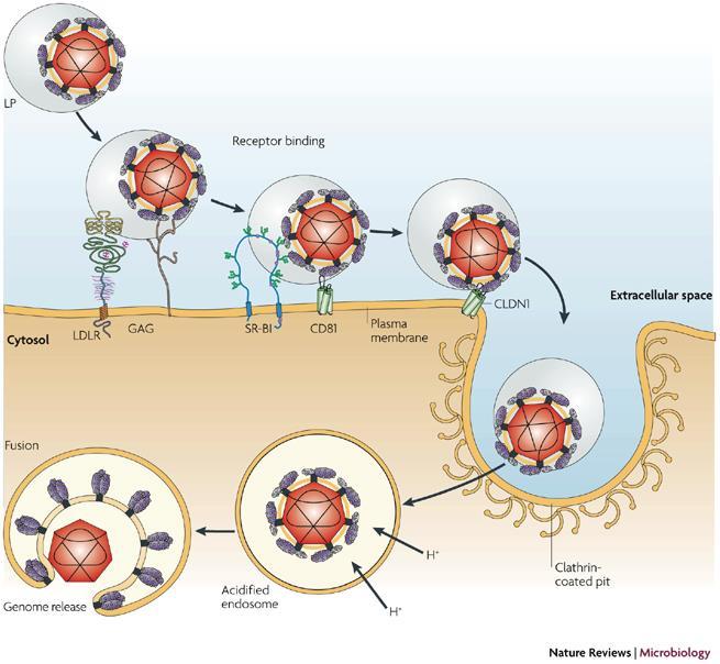 Replikasyon Hepatosit ve B lenfosit CD 81 SR-B1, LDLR, GAG reseptörleri Hepatosit içine alınma; - lipoprotein reseptörleri (CLDN-1) Replikasyon sitoplazmada Olgunlaşma ER
