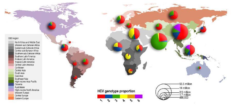 Genotip dağılımı Genotip 1, 2, 3: Japonya, Batı ve Doğu Avrupa, Kuzey Amerika Genotip 4: Orta-Kuzey Afrika
