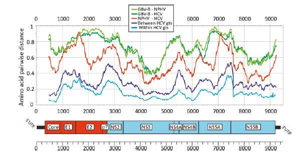 Köken NPHV (kırmızı çizgi) genom boyunca ye çok benzer GBV-G (koyu yeşil çizgi) orijini yok İnsan