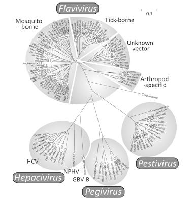 Virus Flaviviridae 4 Genus Flavivirus, Pestivirus, Pegivirus, Hepacivirus, NPHV ve GBV-B