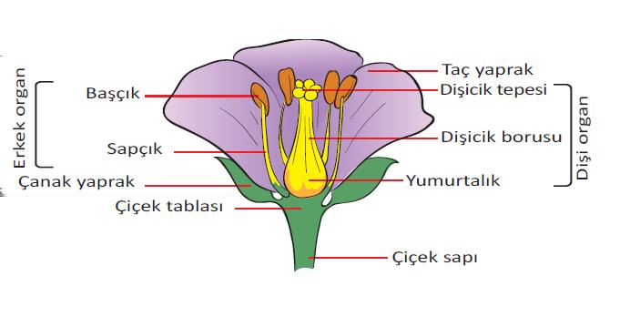 Bitki ve Hayvanlarda Üreme, Büyüme ve Gelişme Canlıların üremesini sağlayan hücrelere eşey hücreleri(üreme hücreleri) denir. Erkek üreme hücresine sperm, dişi üreme hücresine yumurta denir.