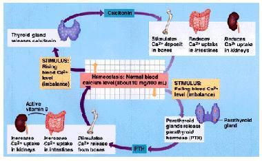Kemik yapımına hormonların etkisi Paratiroid