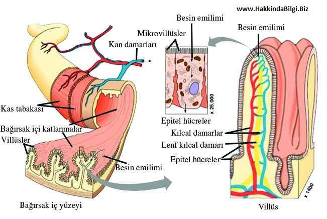 EMİLİM İnce bağırsaklar kimyasal sindirimin yanısıra kanı veya lenf sistemine besin maddelerinin emiliminin