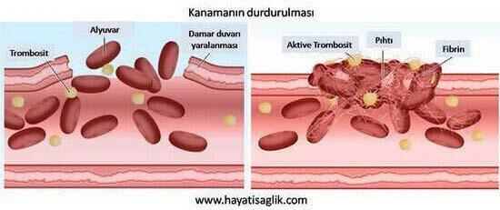 Herhangi bir bölgede yaralanma veya yırtılma olunca trombositler