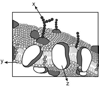 40. Aşağıda, akıcı mozaik zar modelinin kesiti şematize edilmiştir. Buna göre şekilde x, y ve z ile gösterilen maddelerle ilgili olarak, I. x, hücreye özgüllük kazandırır. II.