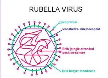 Togaviridea ailesinin Rubivirüs cinsine dahil 50-70 nm çapında pozitif tek sarmallı RNA virüsü