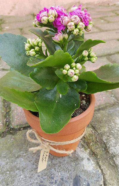 TERRACOTA SAKSIDA MİNİ KALANCHOE Terracota saksıda çeşitli renklerde mini kalanchoe. (turuncu, pembe, beyaz, sarı, kırmızı vs).