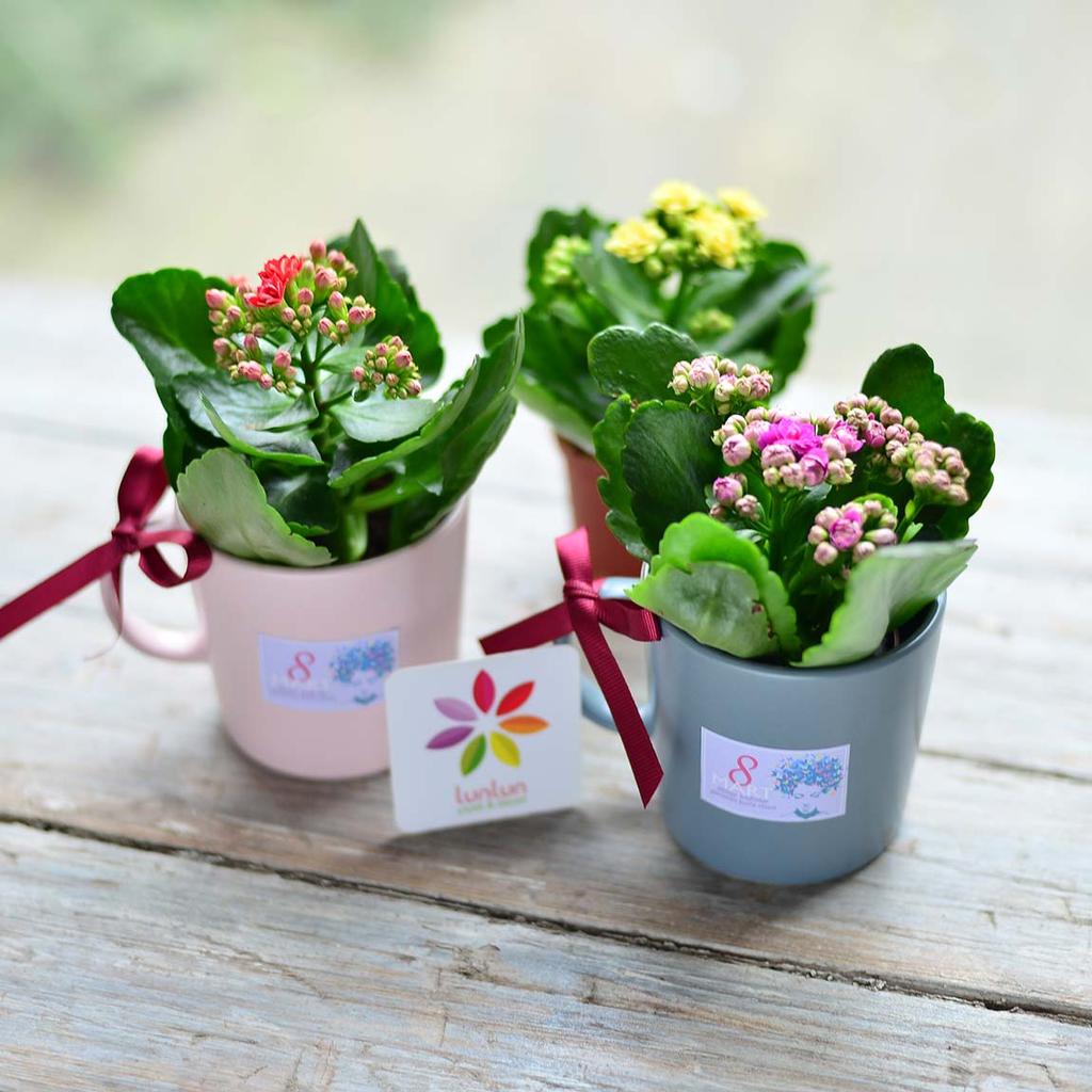 KUPADA MİNİ KALANCHOE Pembe veya gri kupada çeşitli