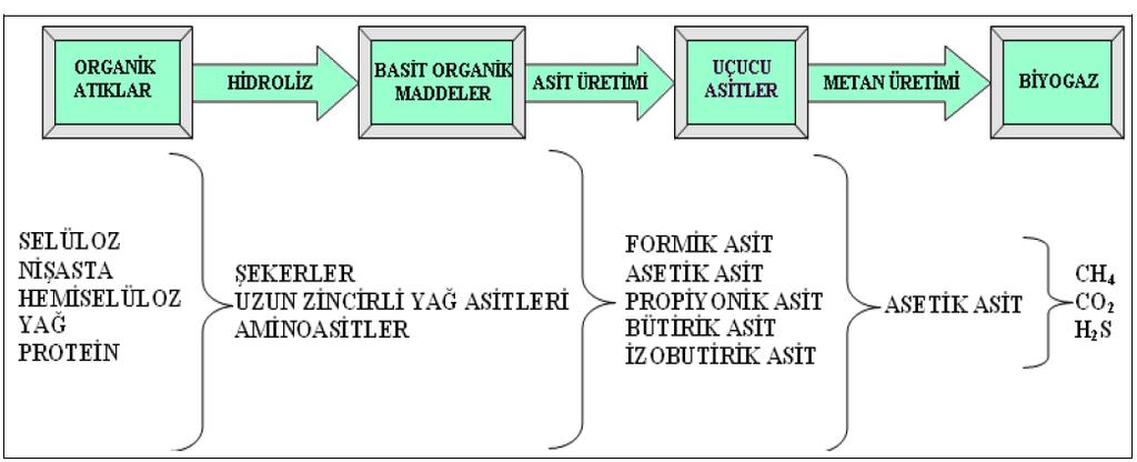 ihtiyacı giderimi için anlamlı derecede olduğu ve biyogaz üretimi için mezbaha atıklarının kullanımının göz ardı edilmemesi vurgulanmıştır [10]. 1.2. Hesaplamalı Akışkanlar Dinamiği (HAD) Şekil 1.