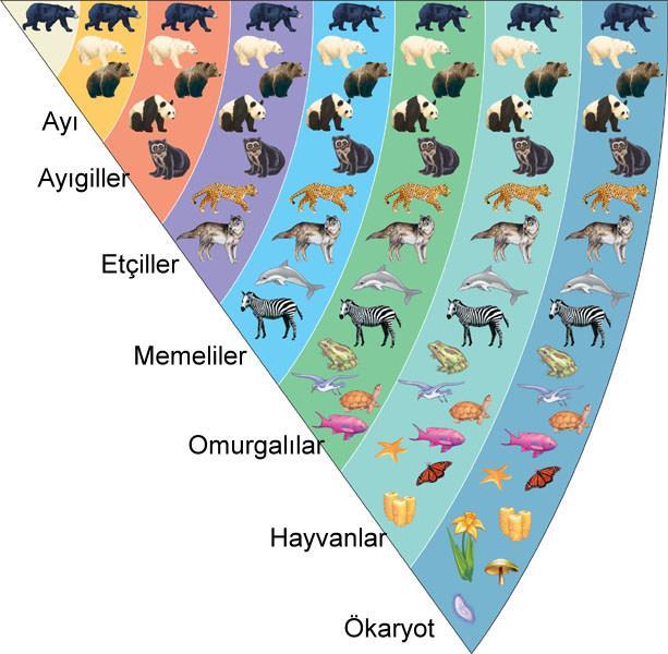 Ursus americanus Amerikan Kara ayısı (Species) (Genus) (Family) (Order) (Class) (Phylum) (Kingdom) (Domain) Tür Cins Aile Takım Sınıf Şube Alem Alan (Ursus) (Ursidae) Sınıflandırma birimlerinde