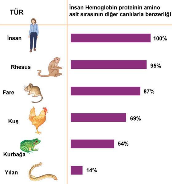 Canlılar arasındaki protein benzerliği de