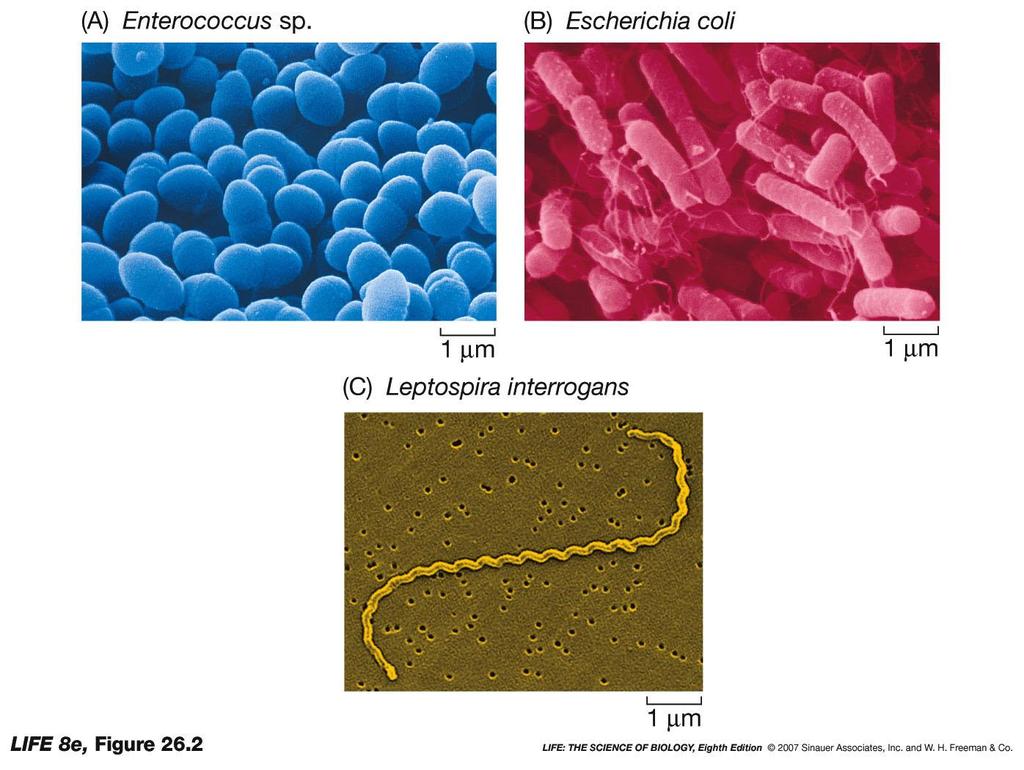 Figure 26.