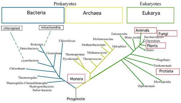 Yaşamın üç alanı (üst alem/saha/domain): Bakteria prokaryotlar 26.1 How Did the Living World Begin to Diversify?