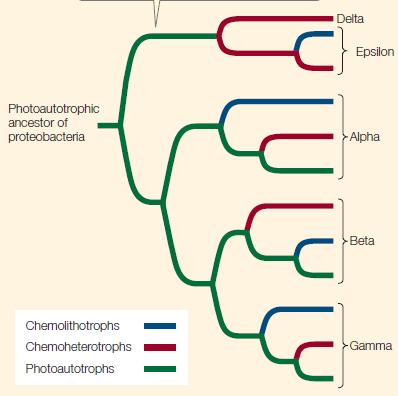 5. Prokaryotların sınıflandırması 6. Proteobakterler: Bilinen en büyük grup Gram-negatif, sülfür kullanan fotoototroflar.