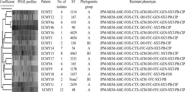 Korkulan Senaryo 2 Various Sequence Types of Escherichia coli Isolates Coharboring bla NDM-5 and mcr-1 Genes from a