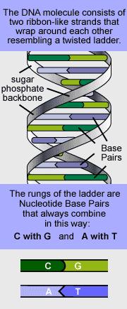 Kromozom nedir? Genetik organizasyonda bir sonraki seviye, çekirdek içerisinde yer alan ve DNA molekülü ile ona bağlı proteinlerden oluşan kromozomlardır.