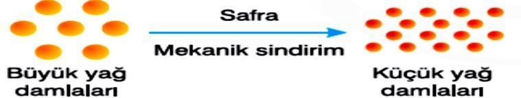 1- Besinlerin hücrelere geçebilecek kadar küçük parçalara ayrılmasına ne denir? A) Dolaşım B) Sindirim C) Boşaltım D) solunum 2- Besin içerikleri ve 1.Karbohidrat a.mide kimyasal sindirimlerinin 2.